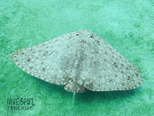Butterfly ray